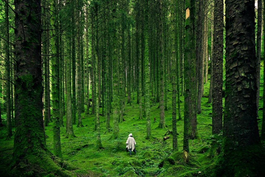 Un'immagine di una foresta verde e rigogliosa, che mostra la bellezza e la serenità della natura.